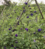 Tea - Butterfly - Pea Flower Tea - Tibetan Spirit