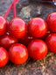 Genuine Coral Mala (108 Beads)