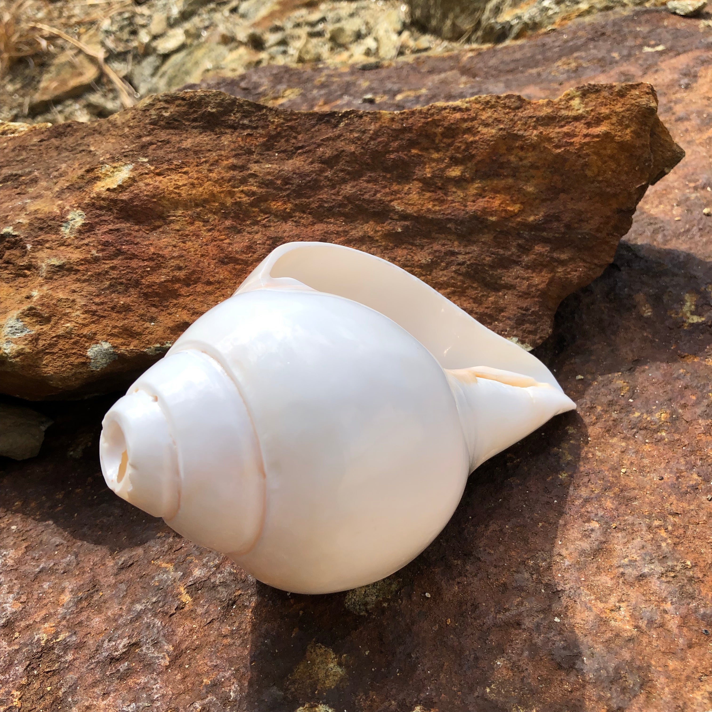 Conch Shell Horn – Tibetan Spirit