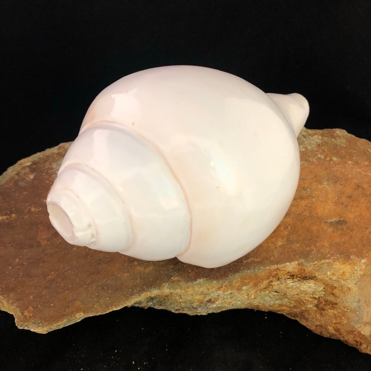 Cong Shell Horn Conch Shell Horn β Tibetan Spirit