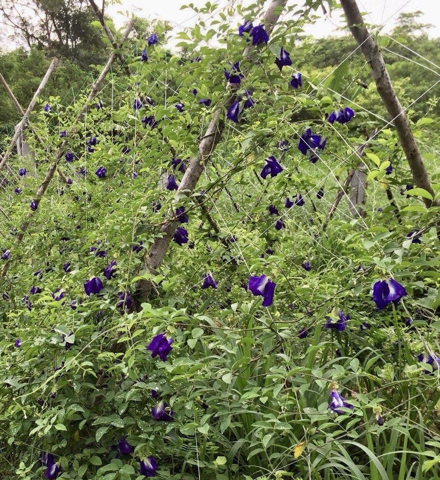 Butterfly-Pea Flower Tea