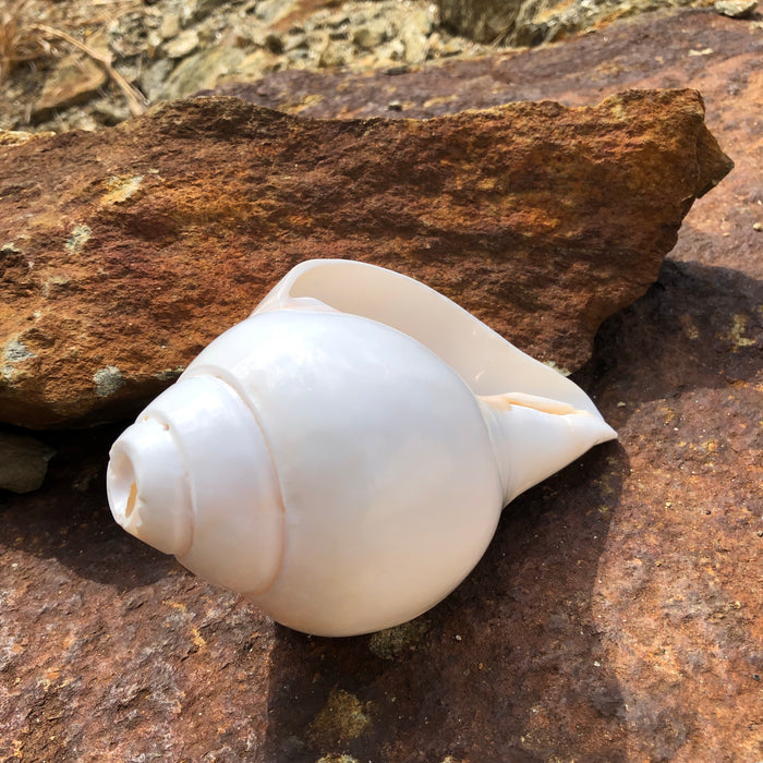 Conch Shell Horn