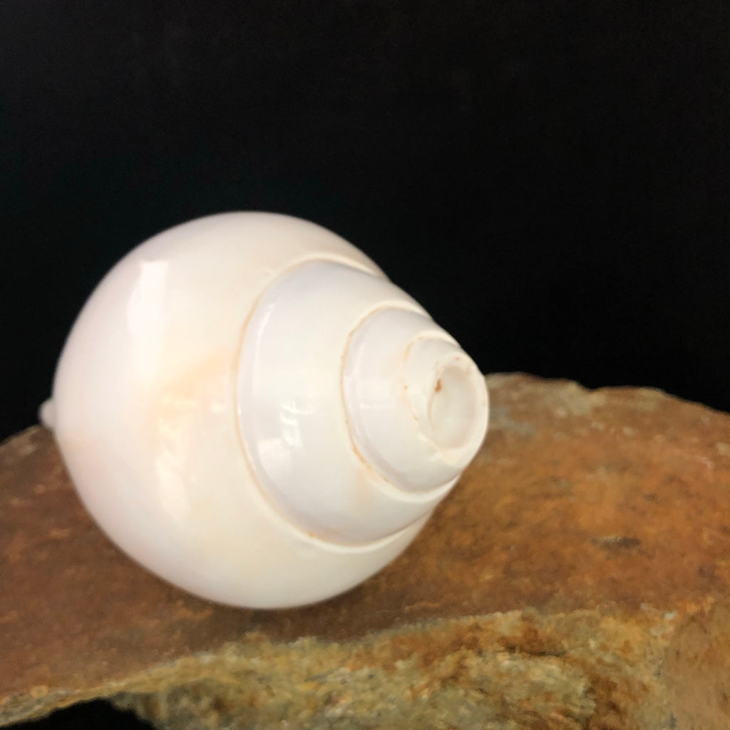 Conch Shell Horn